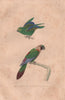 PSITTACIDAE. Perruche à gorge variée/Toui Eté (Green-rumped Parrot). BUFFON 1837