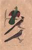 BIRDS. Guinea Touraco; Coucou Huppé (Jacobin & Common Cuckoo). BUFFON 1837
