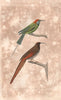 BIRDS. Bluethroated Bee-eater; Gurney's Sugarbird.Promerops Guépier. BUFFON 1837