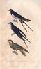 BIRDS. Barn & Red-breasted or Mosque Swallow; European Nightjar. BUFFON 1837