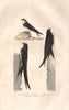 BIRDS. Sand Martin; Common & Alpine Swifts. Hirondelle. Martinet. BUFFON 1837