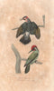 WOODPECKERS. European Green. Yellow shafted Northern Flicker. BUFFON 1837
