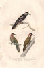 WOODPECKERS. Great Spotted, Checkered & Hispaniolan Woodpeckers. BUFFON 1837