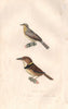 BIRDS. Torcol (Wryneck); Barbu à Collier (Fire-tufted Barbet). BUFFON 1837