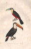 RAMPHASTIDAE. Toucan à ventre rouge. Green-billed & Toco Toucans. BUFFON 1837