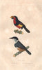 BIRDS. Barbican (Black billed Barbet); Barbu à Gros Bec. BUFFON 1837 old print