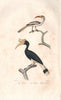 HORNBILLS. Tock & Calao (African Red-billed & Rhinoceros Hornbills) BUFFON 1837