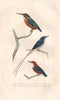 KINGFISHERS. Martin-pêcheur.Common, Red & blue, Paradise Kingfishers BUFFON 1837