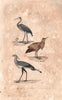 BIRDS. Héron (Heron); Butor (Bittern); Secrétaire (Secretary Bird). BUFFON 1837
