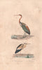 ARDEIDAE. Héron Pourpré (Purple Heron); Blongios (Bittern). BUFFON 1837 print