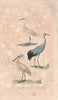 BIRDS. Aigrette (Egret); Grue (Crane); Spatule (Spoonbill). BUFFON 1837 print