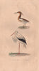AEQUORNITHES. Crabier (Heron) de Mahon; Cigogne (Stork). BUFFON 1837 old print