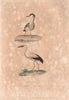 AEQUORNITHES. Bihoreau (Night Heron); Bec Ouvert (Openbill). BUFFON 1837 print