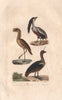 BIRDS. Boat-billed Heron; Seriema; Southern Screamer.Kamichi Savacou.BUFFON 1837