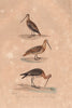 SCOLOPACI. Bécassine (Snipe); Bécasse (Woodcock); Barge (Godwit). BUFFON 1837