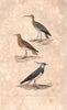 SHOREBIRDS. Courlieu Whimbrel; Pluvier Doré Golden Plover; Lapwing BUFFON 1837