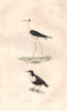SHOREBIRDS. Echasse (Stilt); Cuiele. BUFFON 1837 old antique print picture