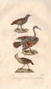 RALLIDAE. Râle d'eau & de Terre (Water Rail, Corn Crake); Courale. BUFFON 1837