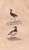 SHOREBIRDS. Jacana; Huitrier (Oystercatcher). BUFFON 1837 old antique print