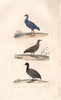 RAILS. Purple Swamphen; Common Moorhen; Eurasian Coot. Macroule. BUFFON 1837
