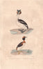 GREBES. Grébe cornu & esclavon (Great Crested & Horned Grebes). BUFFON 1837