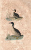 WATERBIRDS. Castagneux (Grebe); Grand Plongeon (Diver/Loon). BUFFON 1837 print