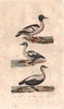 DUCKS. Harle (Merganser); Piette (Smew); Eider. BUFFON 1837 old antique print