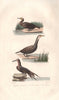 SULIFORMES. Petit Cormoran (Cormorant); Frégate (Frigatebird). BUFFON 1837