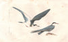 SEABIRDS. Hirondelle de mer (Common Tern); Épouvantail. BUFFON 1837 old print