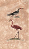 WATERBIRDS. Bec En Ciseaux (Skimmer); Flamant (Flamingo). BUFFON 1837 print