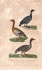 GEESE. Brant Goose; Ashy-headed Goose; Wild or Greylag Goose. BUFFON 1837