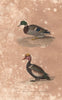 FOWL. Canard Sauvage (Wild Duck); Milloin. BUFFON 1837 old antique print
