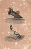 FOWL. Garrot (Mandarin Duck); Barrow's Goldeneye. BUFFON 1837 print