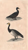 ANATIDAE. Macreuse (Scoter); Bernache (Canada Goose). BUFFON 1837 old print