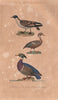 BIRDS. Cape Petrel; Teal; American Wood Duck. Sarcelle. Canard. BUFFON 1837