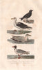 SEABIRDS. Storm Petrel Great/Lesser Black-backed & Black-Headed Gull BUFFON 1837