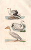 BIRDS. Albatros (Albatross); Cygne (Swan); Pélican (Pelican). BUFFON 1837