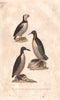 SEA BIRDS. Macareux(Puffin);Pingoin;Grand Manchot (Emperor Penguin). BUFFON 1837