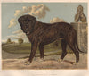 DOGS. Mastiff 