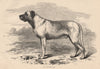 DOGS. Mr. Wallace's Turk 1881 old antique vintage print picture