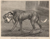 DOGS. Mastiff in 1820, as depicted in the 
