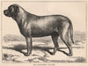 DOGS. Mrs. Rawlinson's 