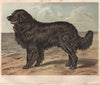 DOGS. Newfoundland, 