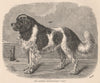 DOGS. The Landseer Newfoundland 
