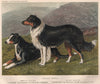 DOGS. Sheep Dogs; Smooth Coated 
