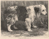 DOGS. A Scotch bob-tailed Sheep Dog 1881 old antique vintage print picture