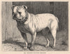 DOGS. Mr. Meager's Bull-Dog Bismarck 1881 old antique vintage print picture