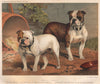 DOGS. Bull-Dogs; 