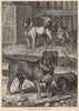 DOGS. Original Bull and Terrier cross 1881 old antique vintage print picture