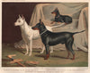 DOGS. English Terriers; 